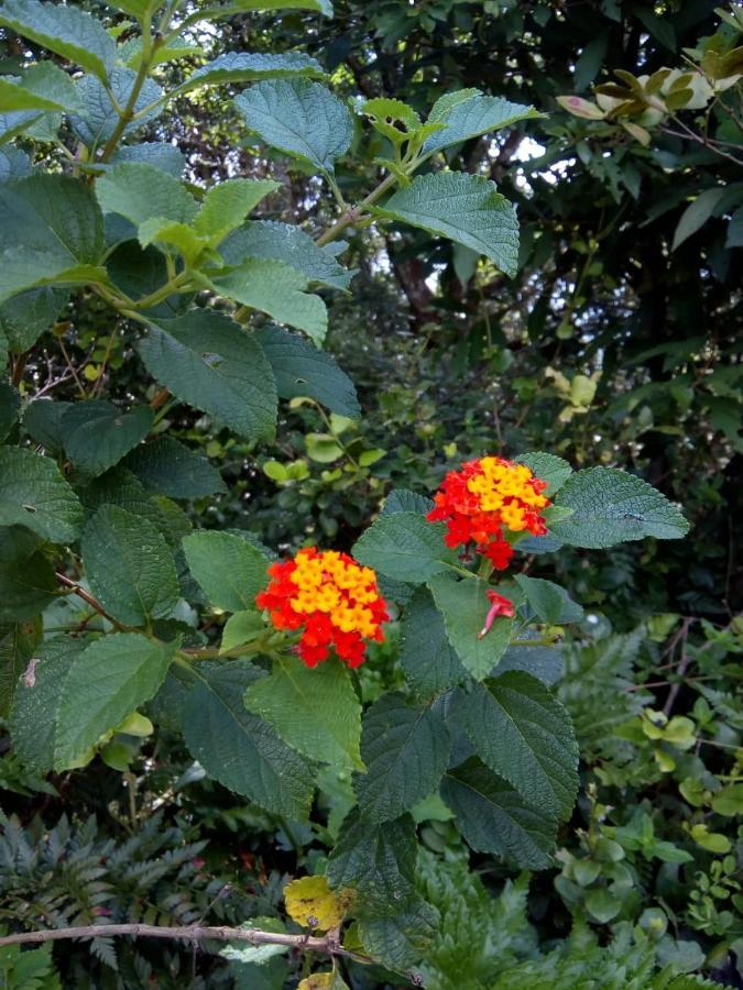 Flor Do Leste Florianópolis Esterno foto